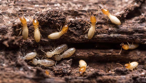 Termite and wood destroying organisim (WDI) inspection services from Coastal Inspections